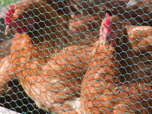 Galvanized Hexagonal Wire Netting 3feet breeding chicken coop wire mesh